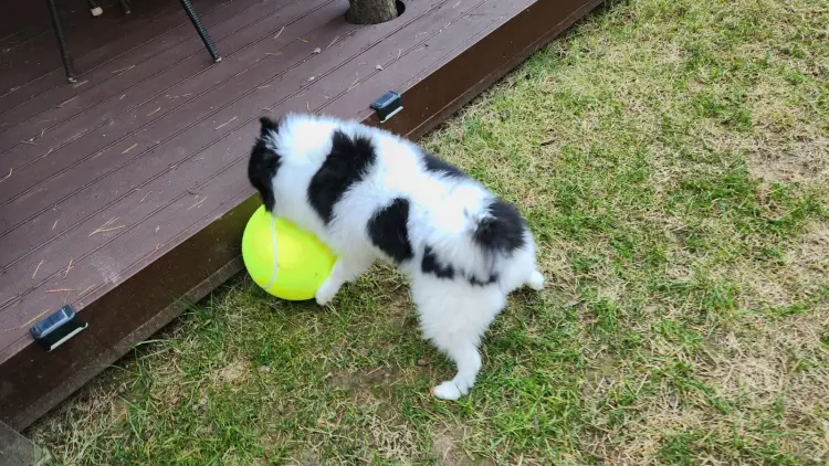 알리-대형-테니스공-가지고-놀고-있는-강아지-정구
